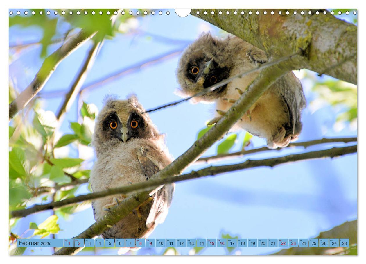 Bild: 9783435110469 | Eulenkinder - Kleine Waldohreulen entdecken die Welt (Wandkalender...