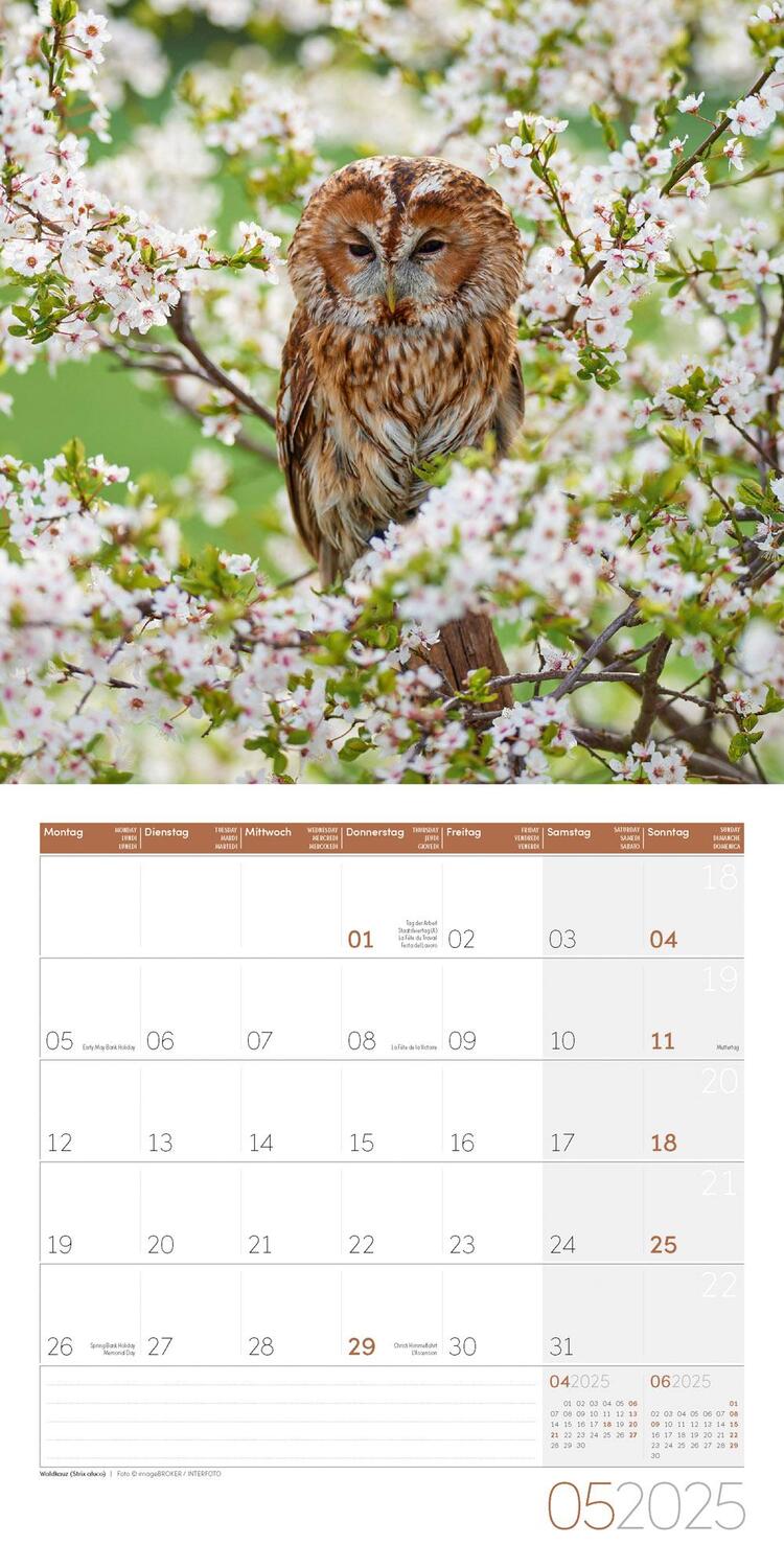 Bild: 9783838445243 | Eulen Kalender 2025 - 30x30 | Ackermann Kunstverlag | Kalender | 28 S.