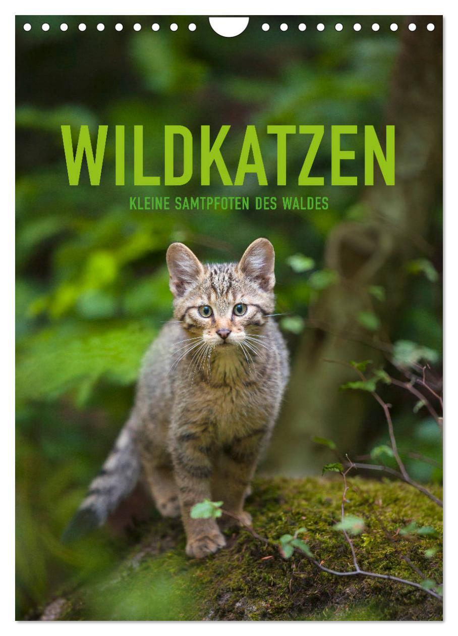 Cover: 9783435954513 | Wildkatzen - Kleine Samtpfoten des Waldes (Wandkalender 2025 DIN A4...