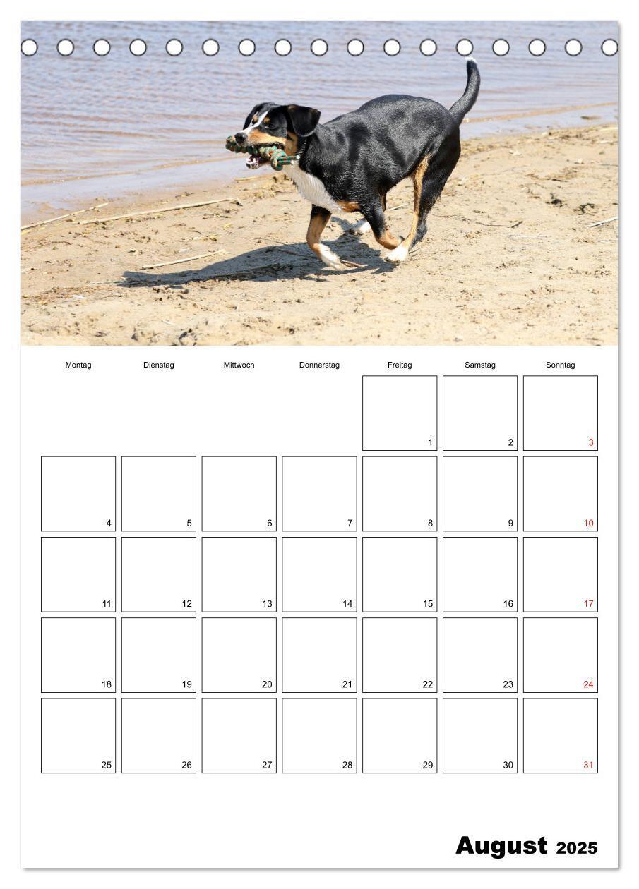 Bild: 9783457025314 | Entlebucher Sennenhunde begleiten Sie durch das Jahr (Tischkalender...