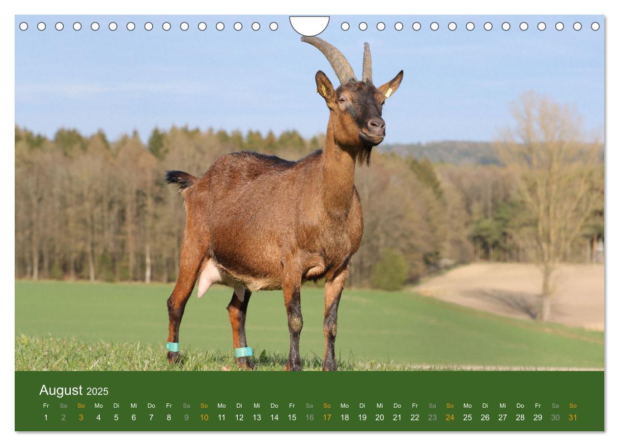 Bild: 9783435096237 | Mit Ziegen ist immer was los! (Wandkalender 2025 DIN A4 quer),...