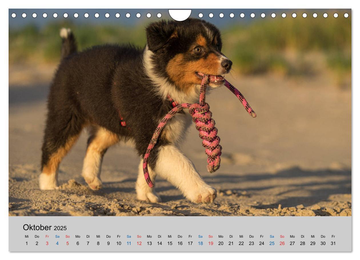 Bild: 9783435151394 | Australian Shepherd Welpen 2025 (Wandkalender 2025 DIN A4 quer),...