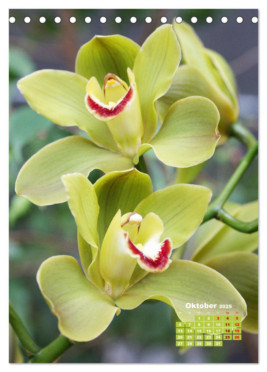 Bild: 9783435894772 | Traumhafte Orchideen (Tischkalender 2025 DIN A5 hoch), CALVENDO...