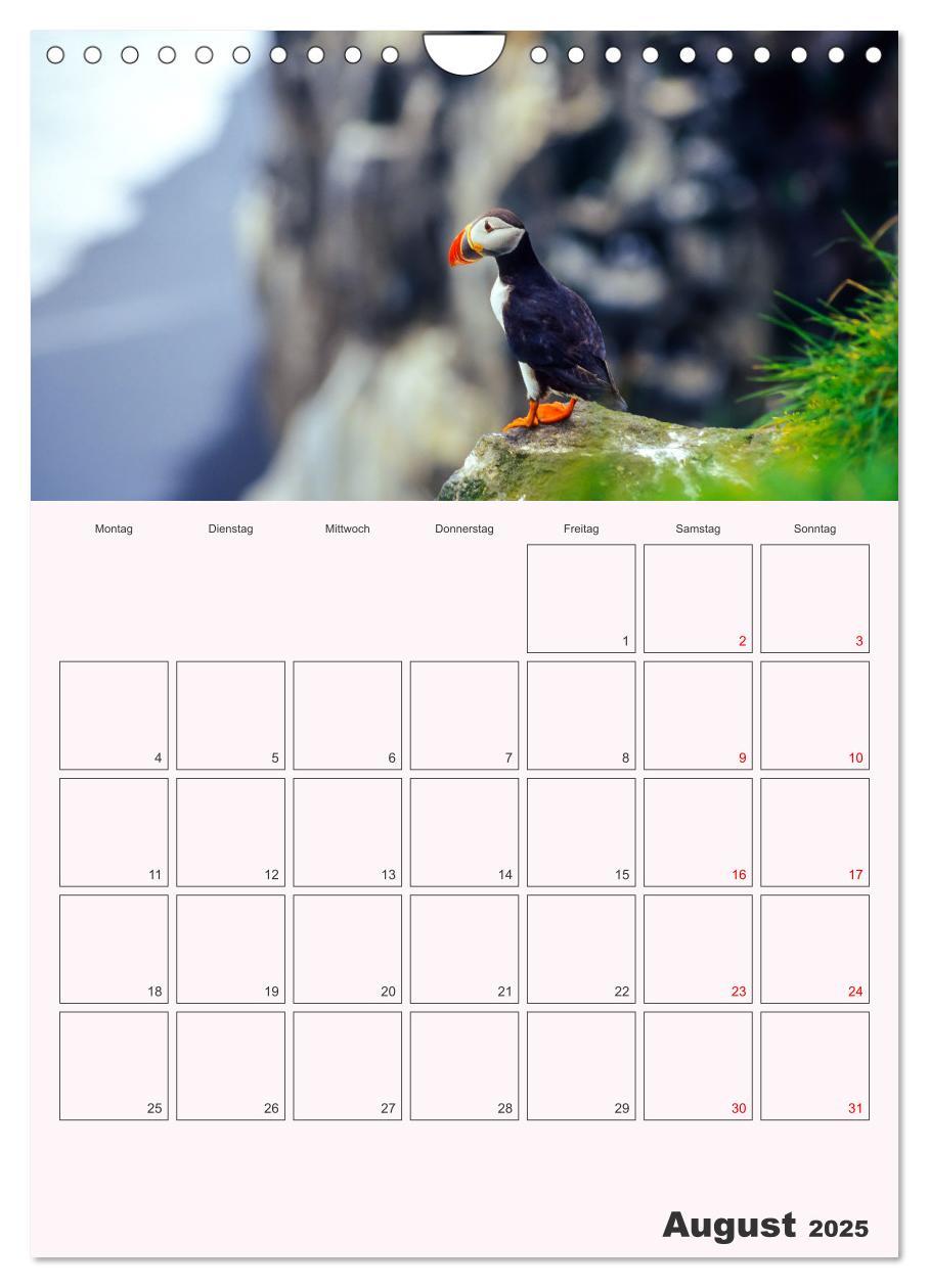 Bild: 9783435927678 | Papageitaucher Monatsplaner (Wandkalender 2025 DIN A4 hoch),...