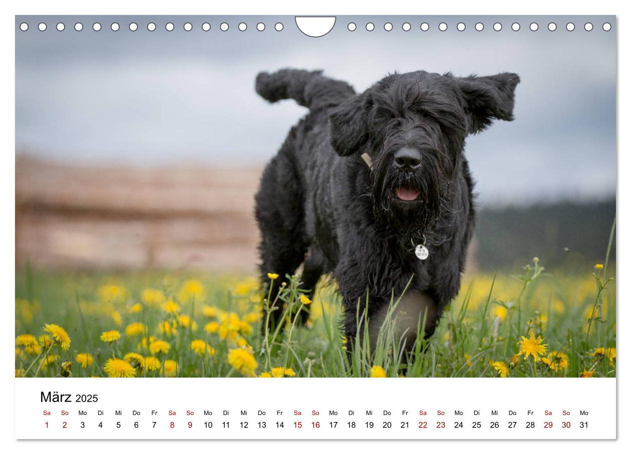 Bild: 9783435424887 | Schnauzer... von Zwergen und Riesen 2025 (Wandkalender 2025 DIN A4...