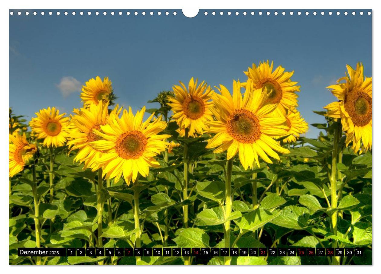 Bild: 9783435696765 | Zeit für Sonnenblumen (Wandkalender 2025 DIN A3 quer), CALVENDO...