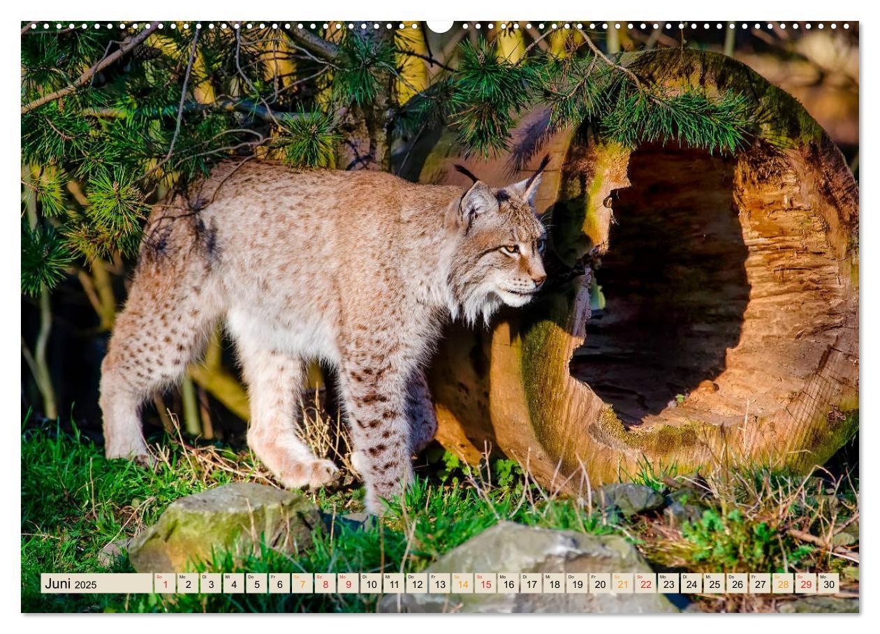 Bild: 9783435118144 | Raubkatze Luchs (Wandkalender 2025 DIN A2 quer), CALVENDO...