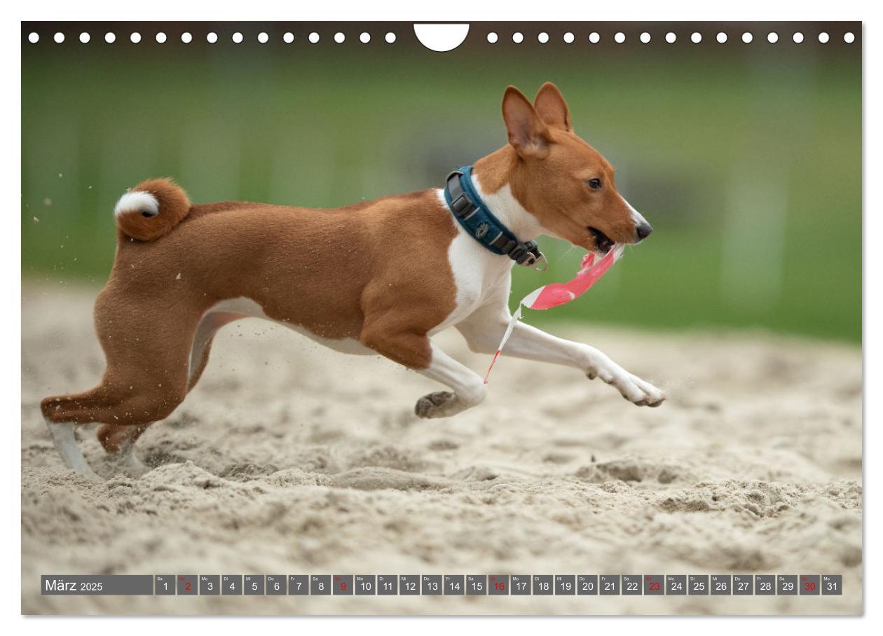 Bild: 9783457195598 | Der Basenji (Wandkalender 2025 DIN A4 quer), CALVENDO Monatskalender