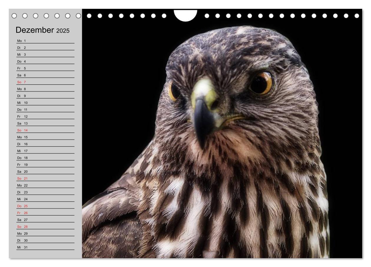 Bild: 9783435549535 | Falken und Greifvögel - Edle Jäger (Wandkalender 2025 DIN A4 quer),...