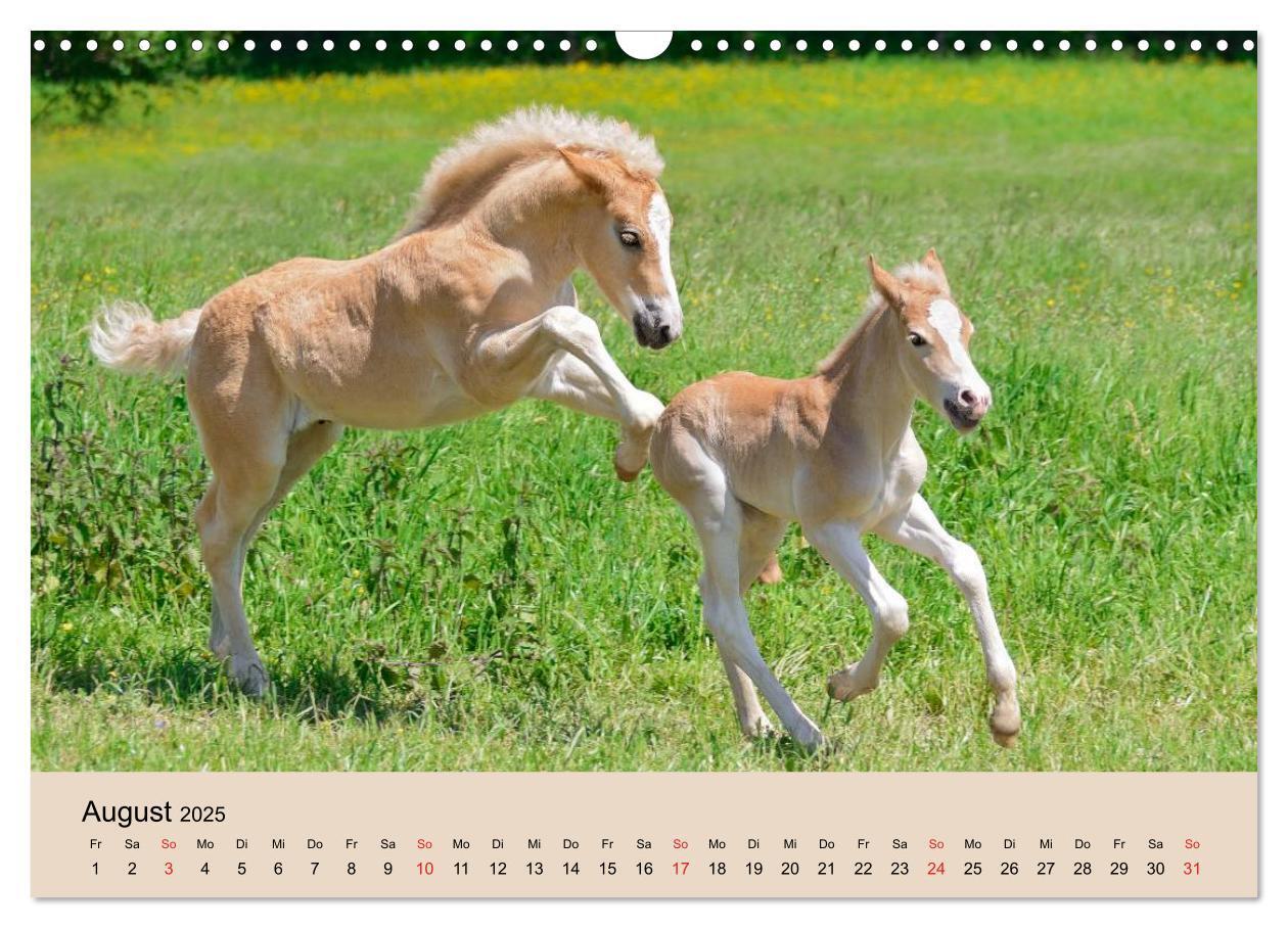 Bild: 9783435786213 | Haflinger Fohlen (Wandkalender 2025 DIN A3 quer), CALVENDO...