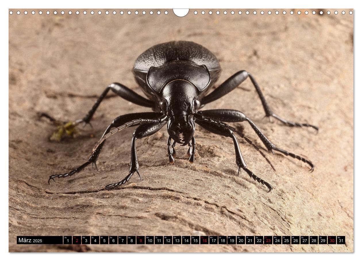 Bild: 9783435076949 | LAUFKÄFER - CARABIDAE (Wandkalender 2025 DIN A3 quer), CALVENDO...