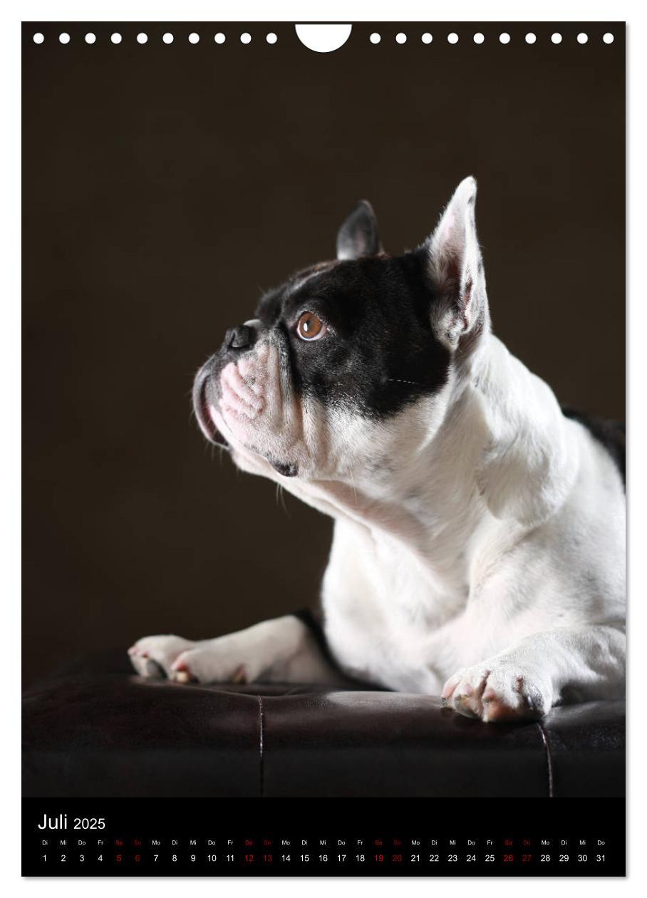 Bild: 9783457003756 | Bullys mit Charme - Französische Bulldoggen im Portrait...