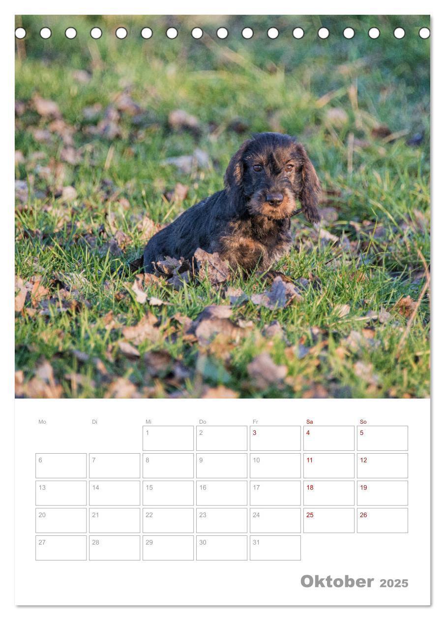 Bild: 9783435972951 | Dackelportraits (Tischkalender 2025 DIN A5 hoch), CALVENDO...