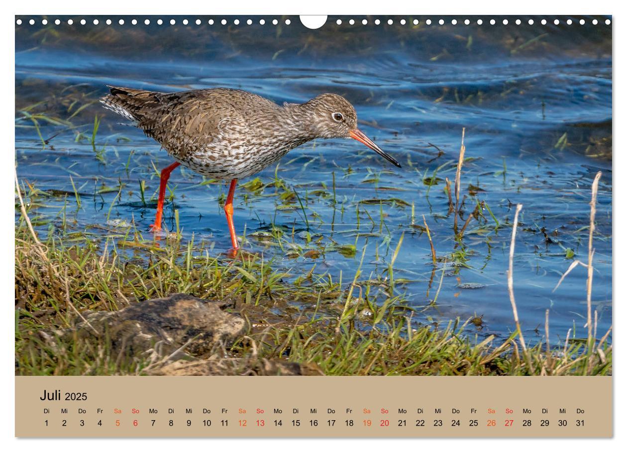 Bild: 9783435118410 | Limikolen - Watvögel am norddeutschen Wattenmeer (Wandkalender 2025...