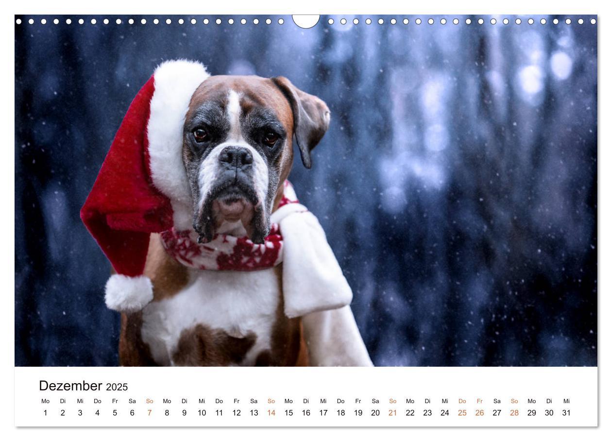 Bild: 9783435160143 | Deutscher Boxer (Wandkalender 2025 DIN A3 quer), CALVENDO...