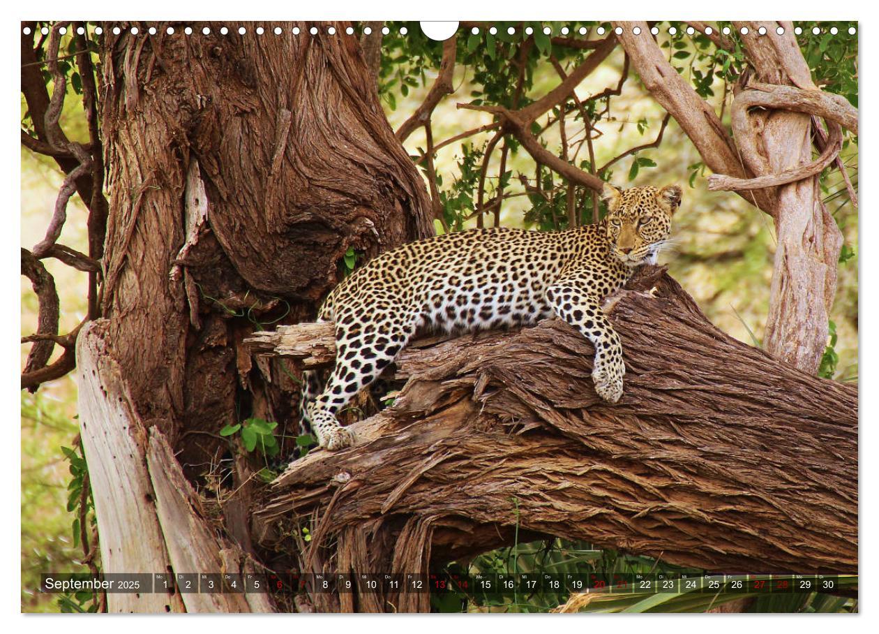 Bild: 9783435250714 | Afrika - Zauber der Wildnis (Wandkalender 2025 DIN A3 quer),...