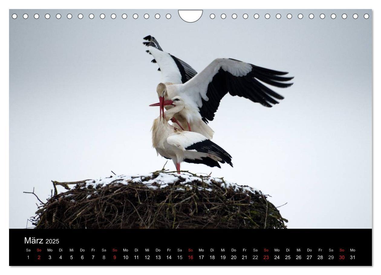 Bild: 9783435527823 | Ein Jahr bei den Störchen (Wandkalender 2025 DIN A4 quer), CALVENDO...