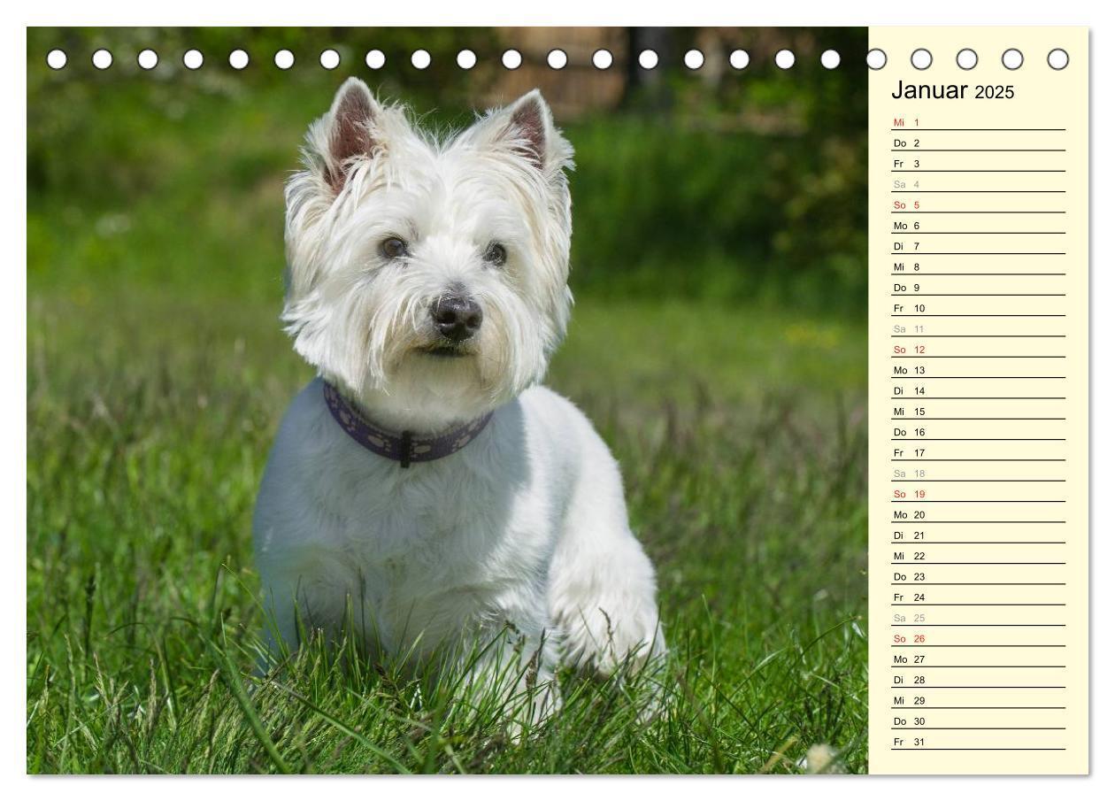 Bild: 9783435459643 | Kobold auf 4 Pfoten - West Highland White Terrier (Tischkalender...