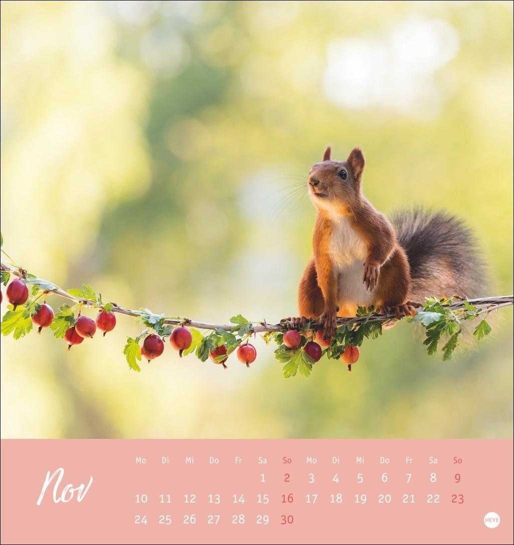 Bild: 9783756407071 | Eichhörnchen Postkartenkalender 2025 | Heye | Kalender | Spiralbindung