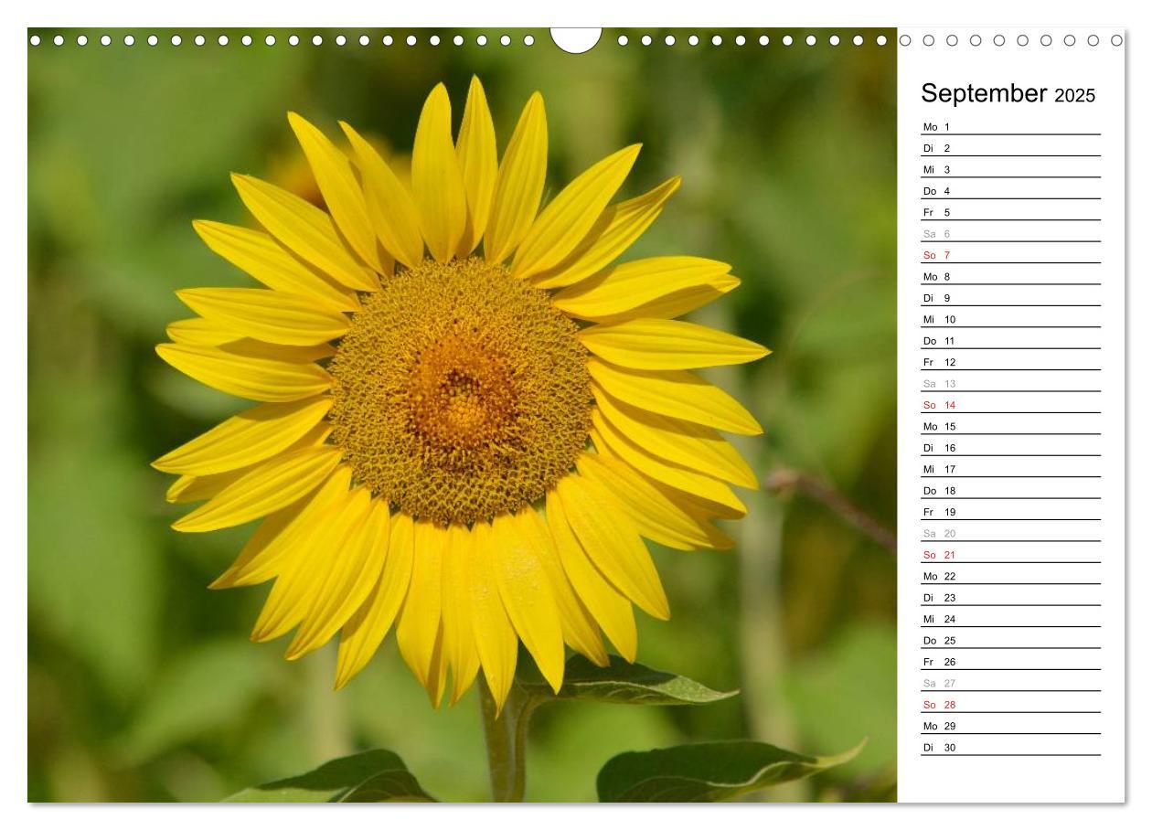 Bild: 9783435476770 | Ein Jahr lang Sonnenblumen (Wandkalender 2025 DIN A3 quer),...