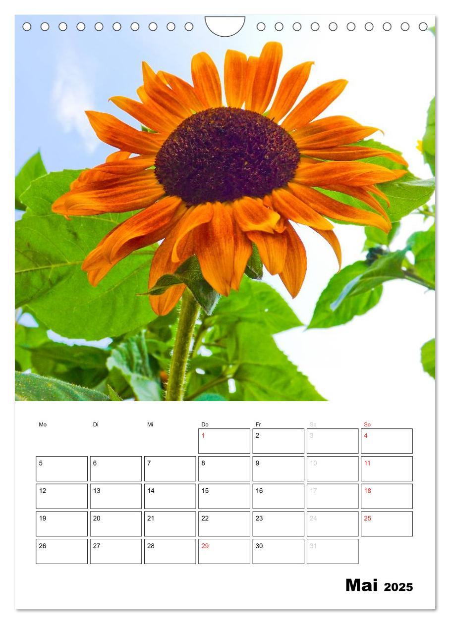 Bild: 9783457005170 | Strahlende Sonnenblumen (Wandkalender 2025 DIN A4 hoch), CALVENDO...