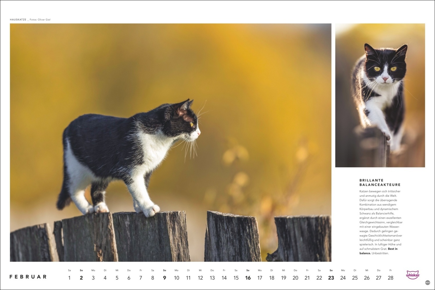 Bild: 9783756404971 | Whiskas Katzenkalender 2025 | Kalender | Spiralbindung | 14 S. | 2025