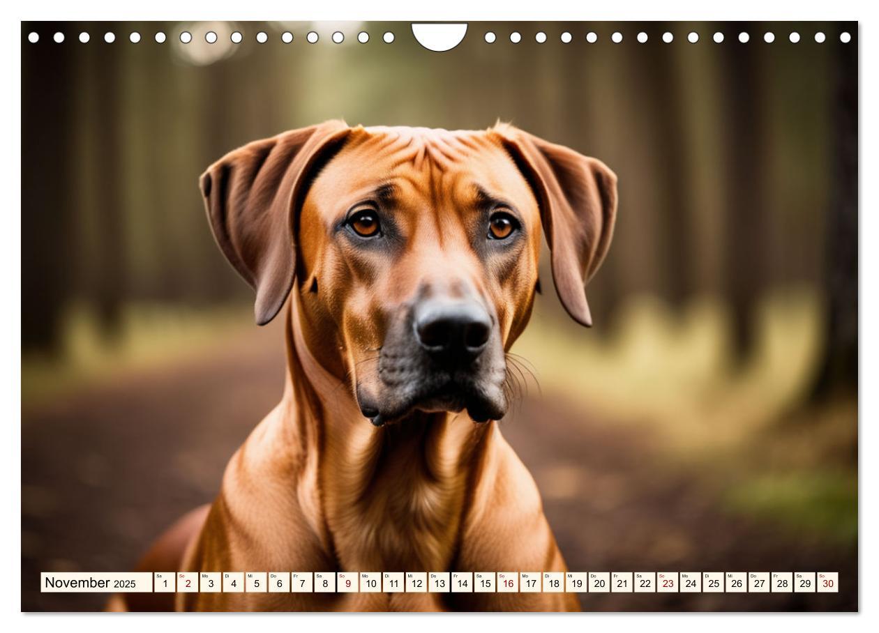 Bild: 9783457146033 | Rhodesian Ridgeback - Athlet mit Rückenkamm (Wandkalender 2025 DIN...