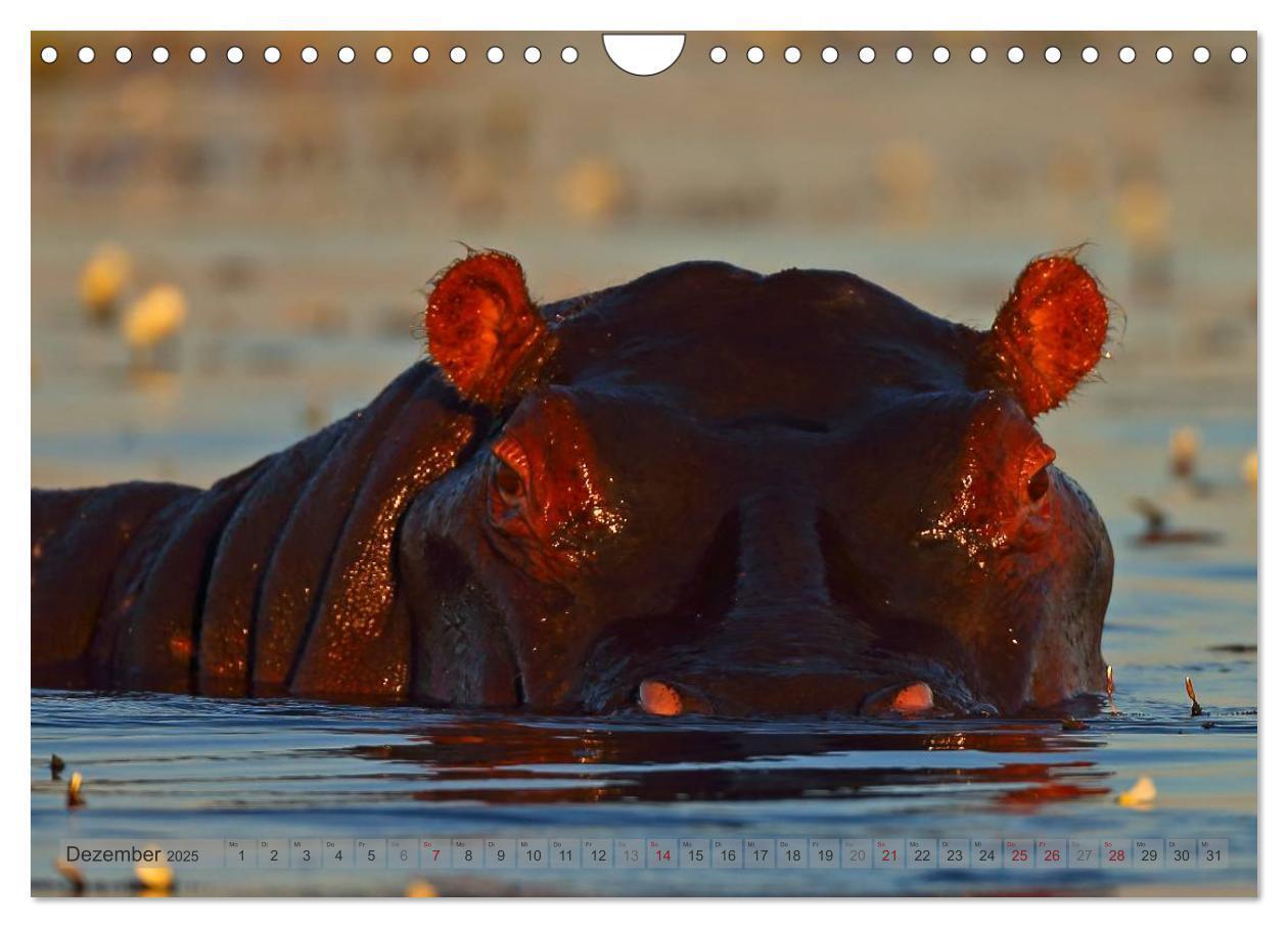 Bild: 9783435761456 | Flusspferde Magie des Augenblicks - Hippos in Afrika (Wandkalender...