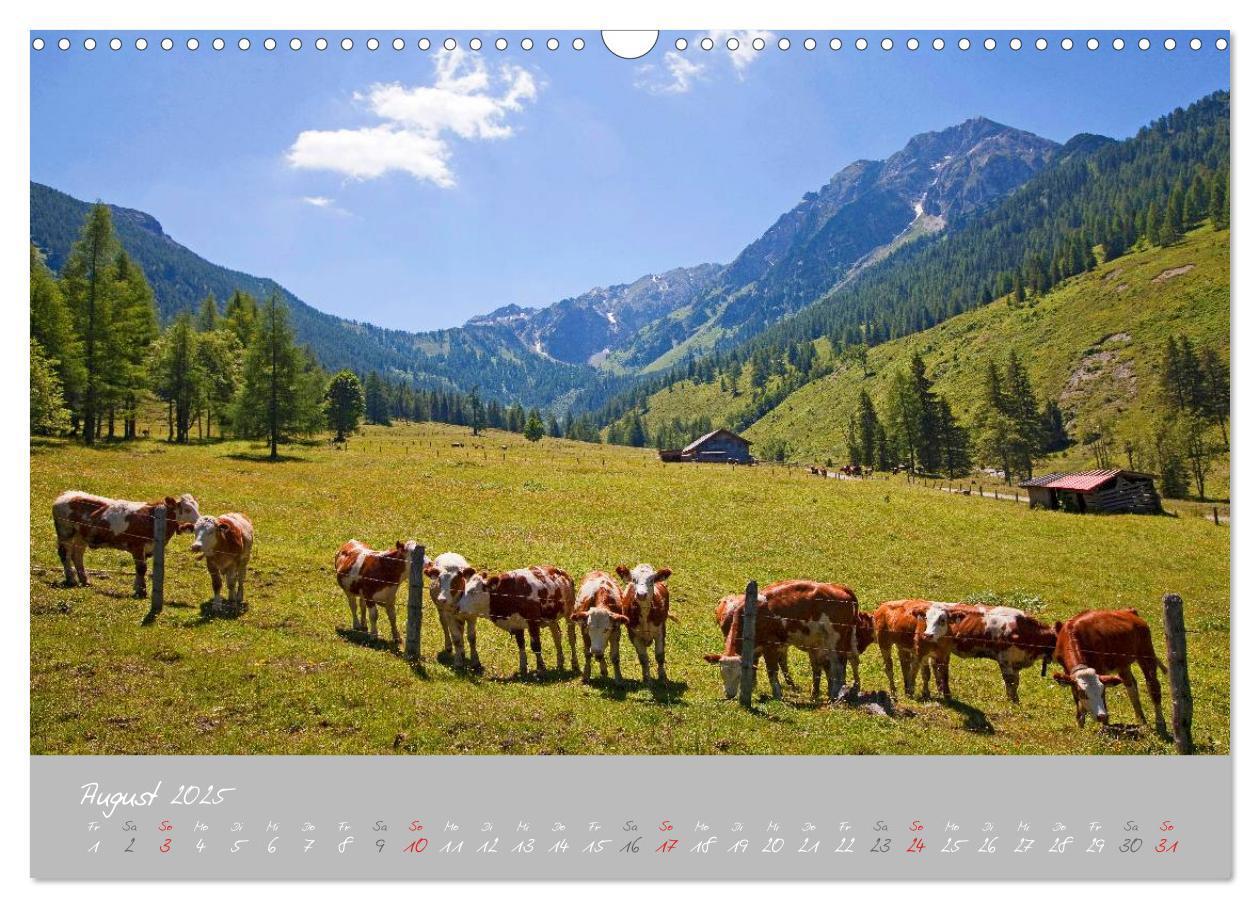 Bild: 9783435536078 | Friedliche Kühe (Wandkalender 2025 DIN A3 quer), CALVENDO...