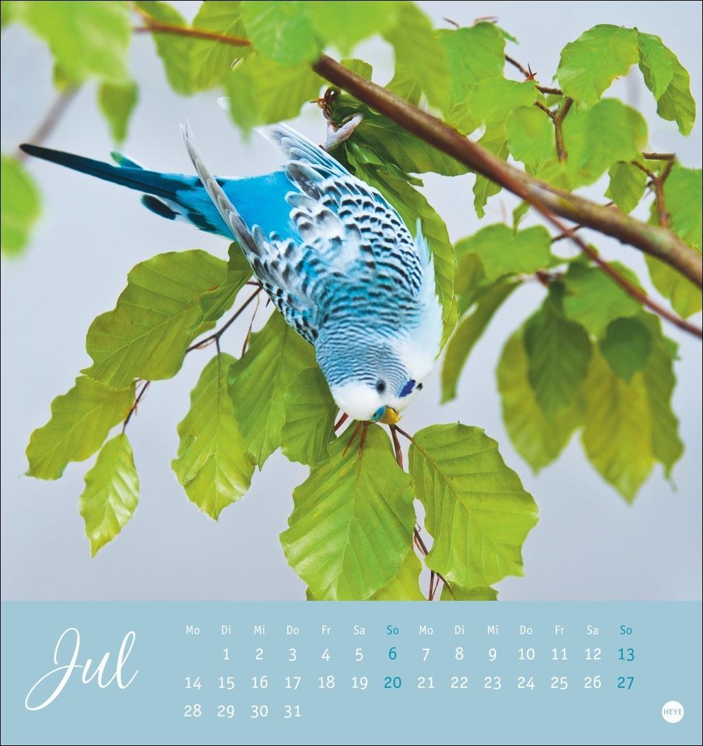 Bild: 9783756407095 | Freche Wellensittiche Postkartenkalender 2025 | Kalender | 13 S.