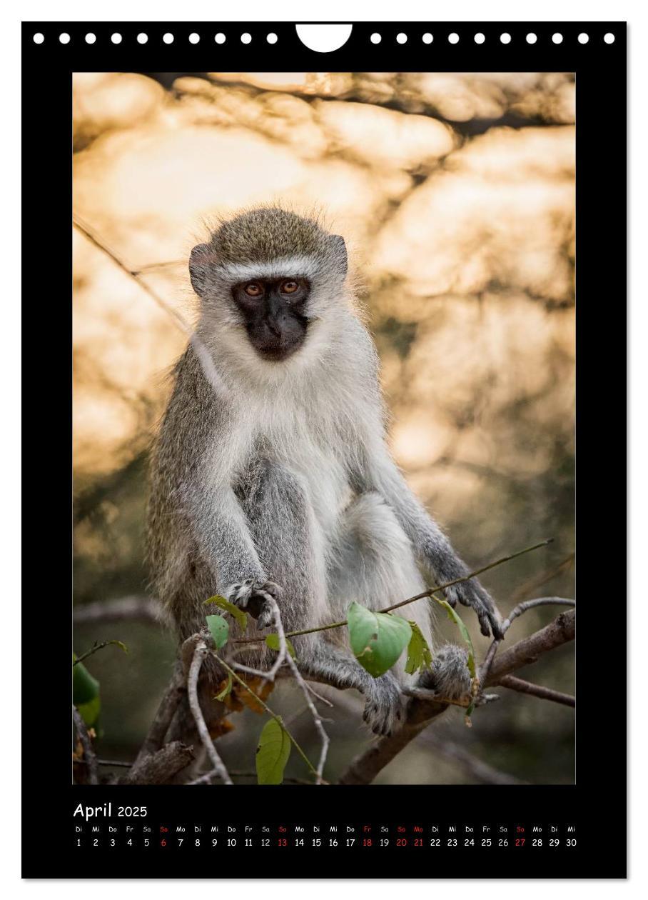 Bild: 9783457029428 | Südafrika und seine Tierwelt (Wandkalender 2025 DIN A4 hoch),...