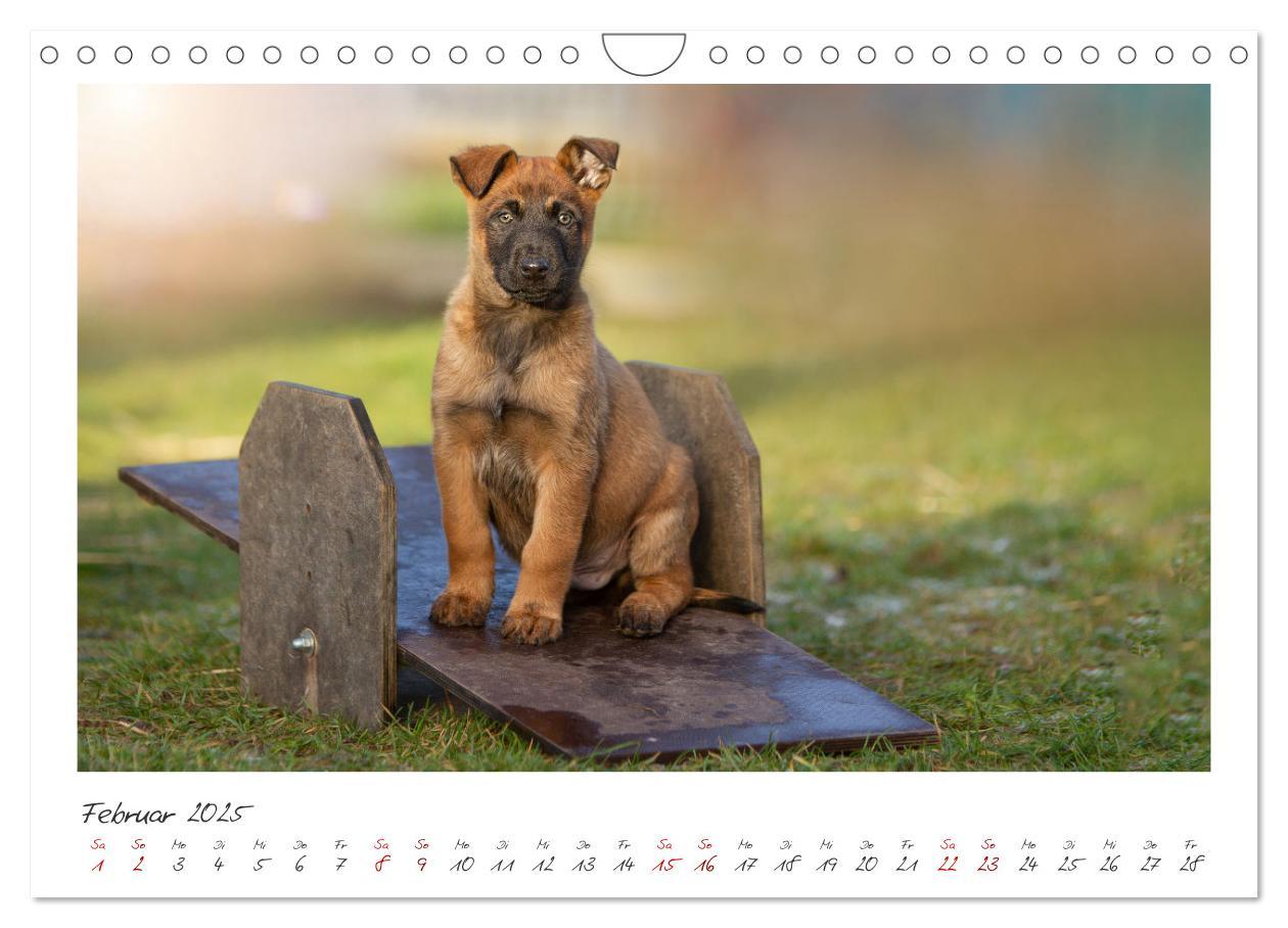 Bild: 9783383798429 | Mit dem Malinois durch das Jahr (Wandkalender 2025 DIN A4 quer),...