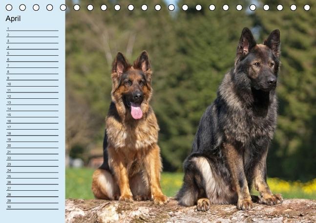 Bild: 9783660367836 | Der Schäferhunde-Geburtstagskalender (Tischkalender immerwährend...