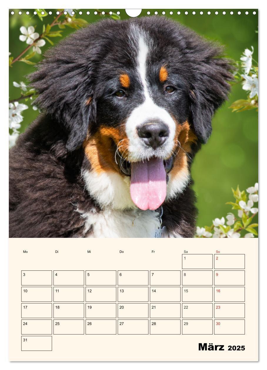 Bild: 9783435937974 | Traumhaft schön - Der Berner Sennenhund (Wandkalender 2025 DIN A3...