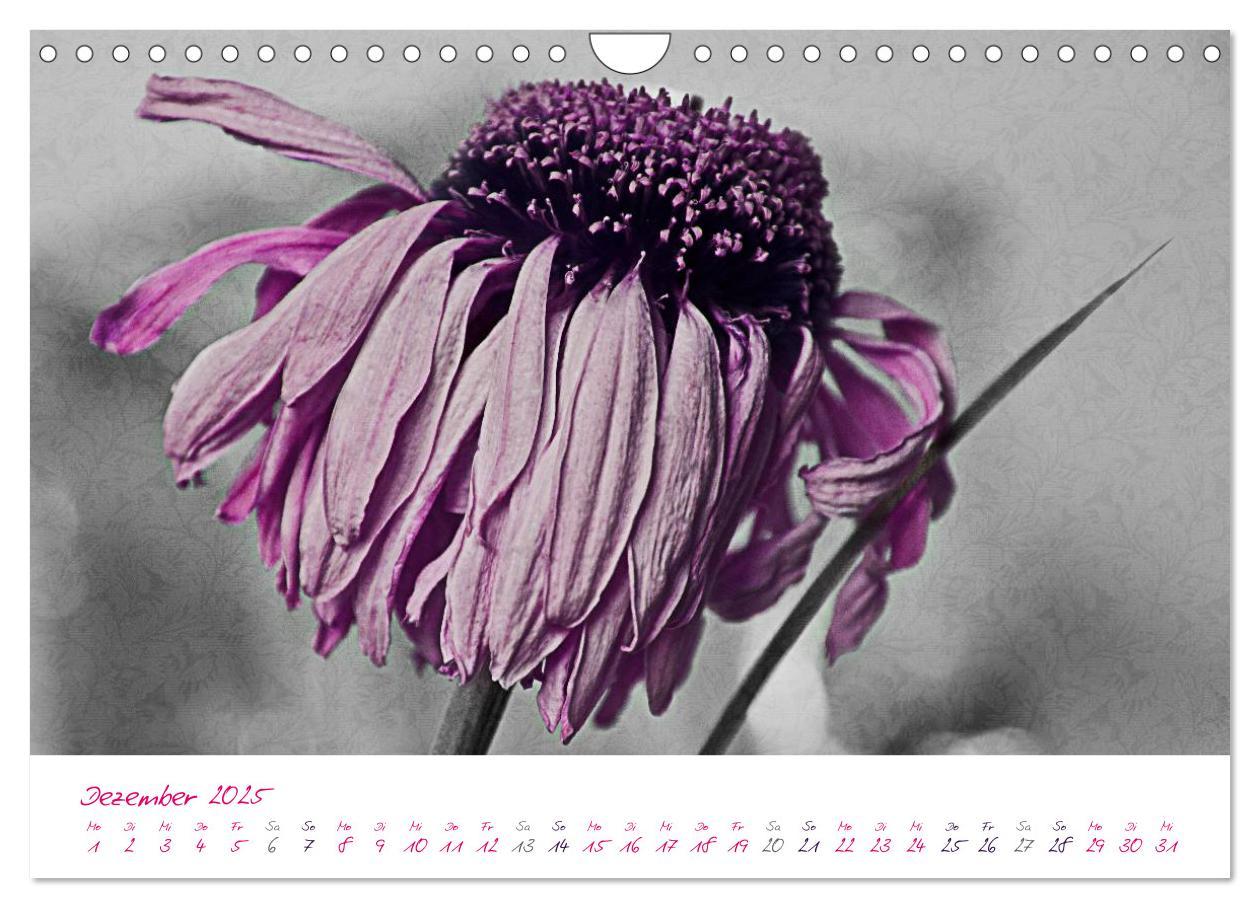 Bild: 9783435831036 | Momente in Rosa (Wandkalender 2025 DIN A4 quer), CALVENDO...