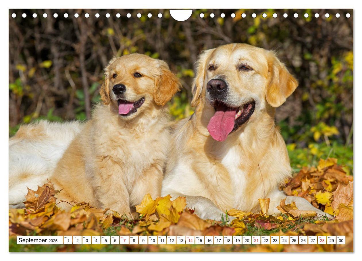 Bild: 9783435214181 | Goldige Herzensbrecher - Golden Retriever Welpen (Wandkalender 2025...