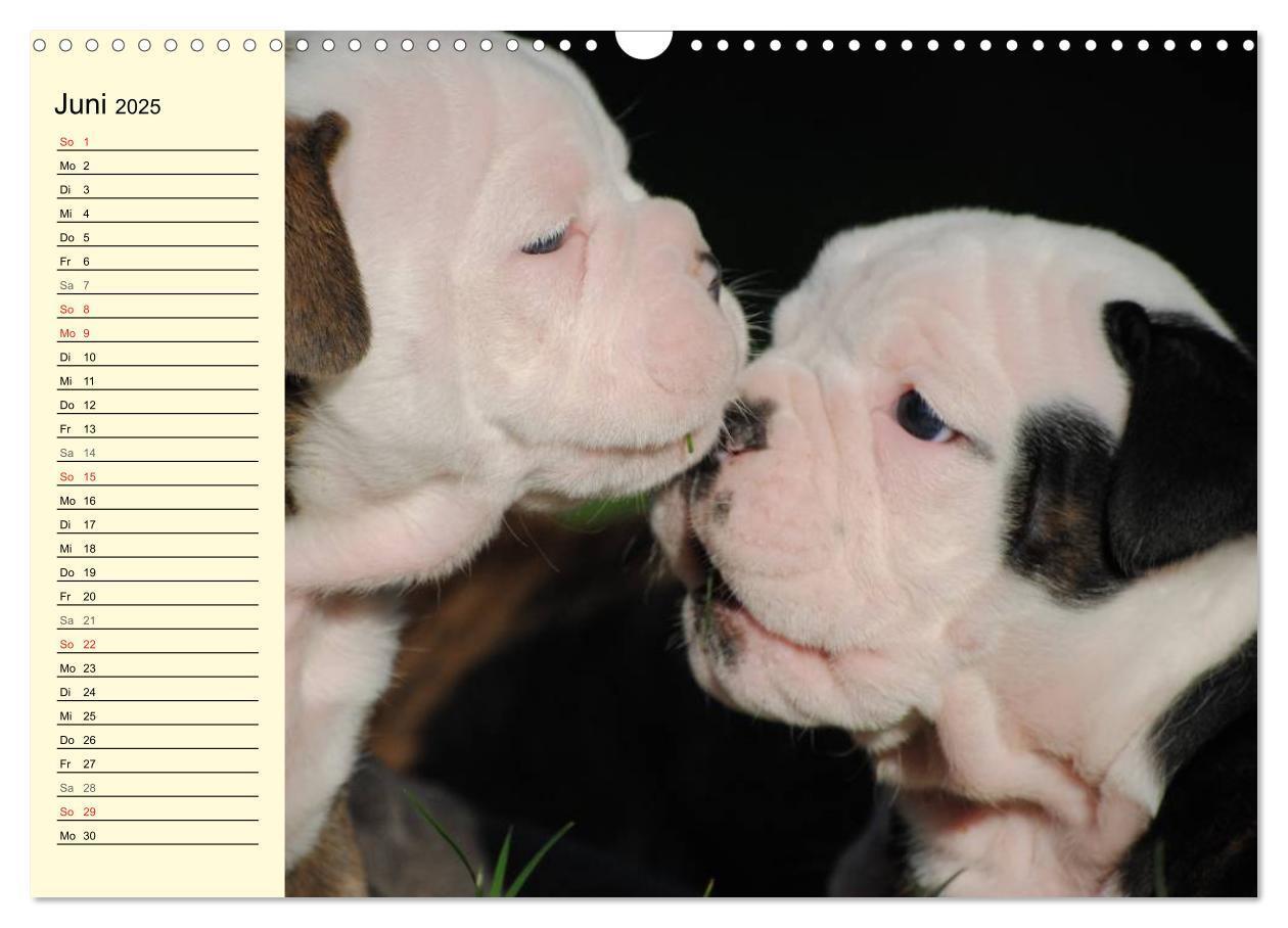 Bild: 9783435534456 | Bulldoggen-Moppelchen (Wandkalender 2025 DIN A3 quer), CALVENDO...