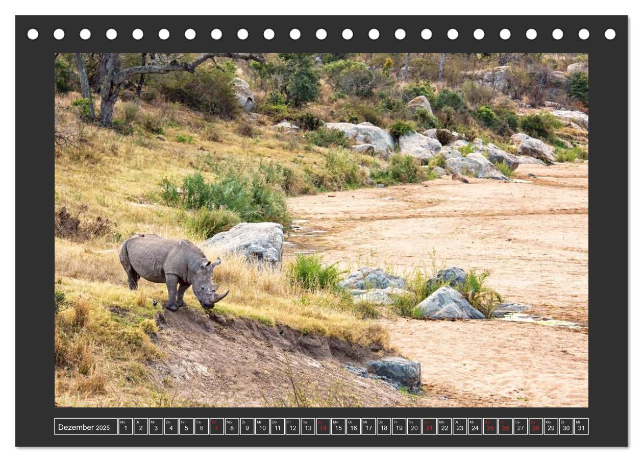 Bild: 9783435564446 | Das Weiße Nashorn (Tischkalender 2025 DIN A5 quer), CALVENDO...