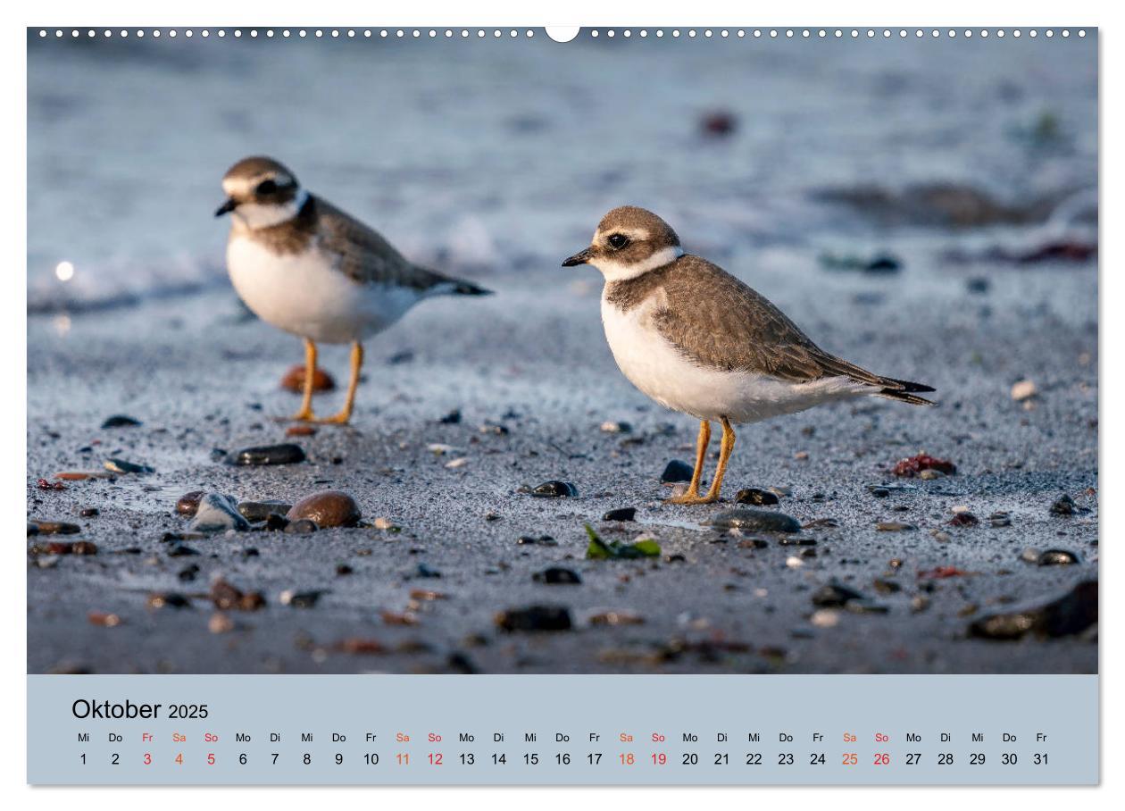 Bild: 9783435118182 | Limikolen - Watvögel am norddeutschen Wattenmeer (Wandkalender 2025...