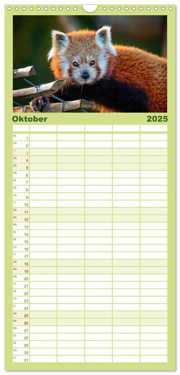 Bild: 9783457117071 | Familienplaner 2025 - Kleiner Panda mit 5 Spalten (Wandkalender, 21...