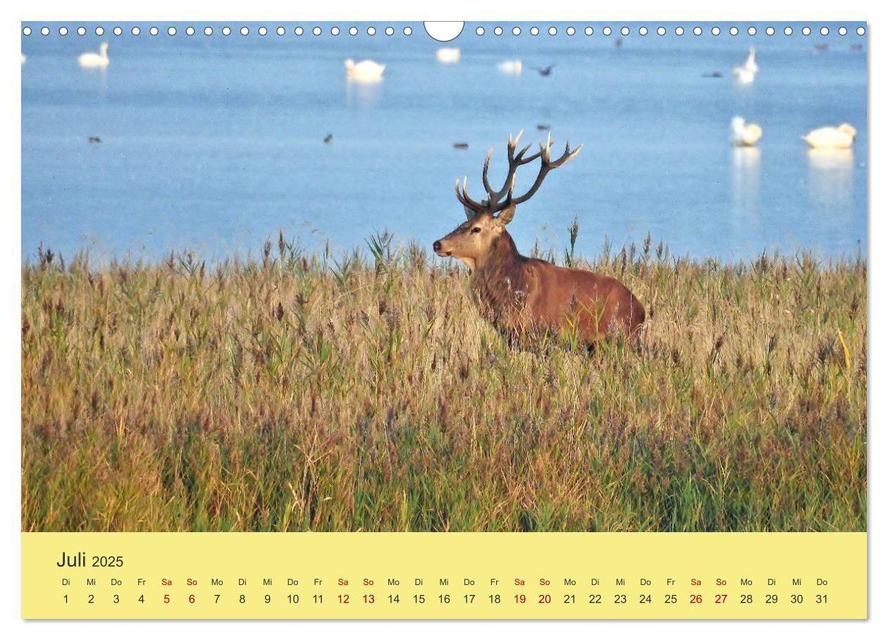 Bild: 9783435391455 | Küsten Hirsche - Rotwild auf dem Darß (Wandkalender 2025 DIN A3...