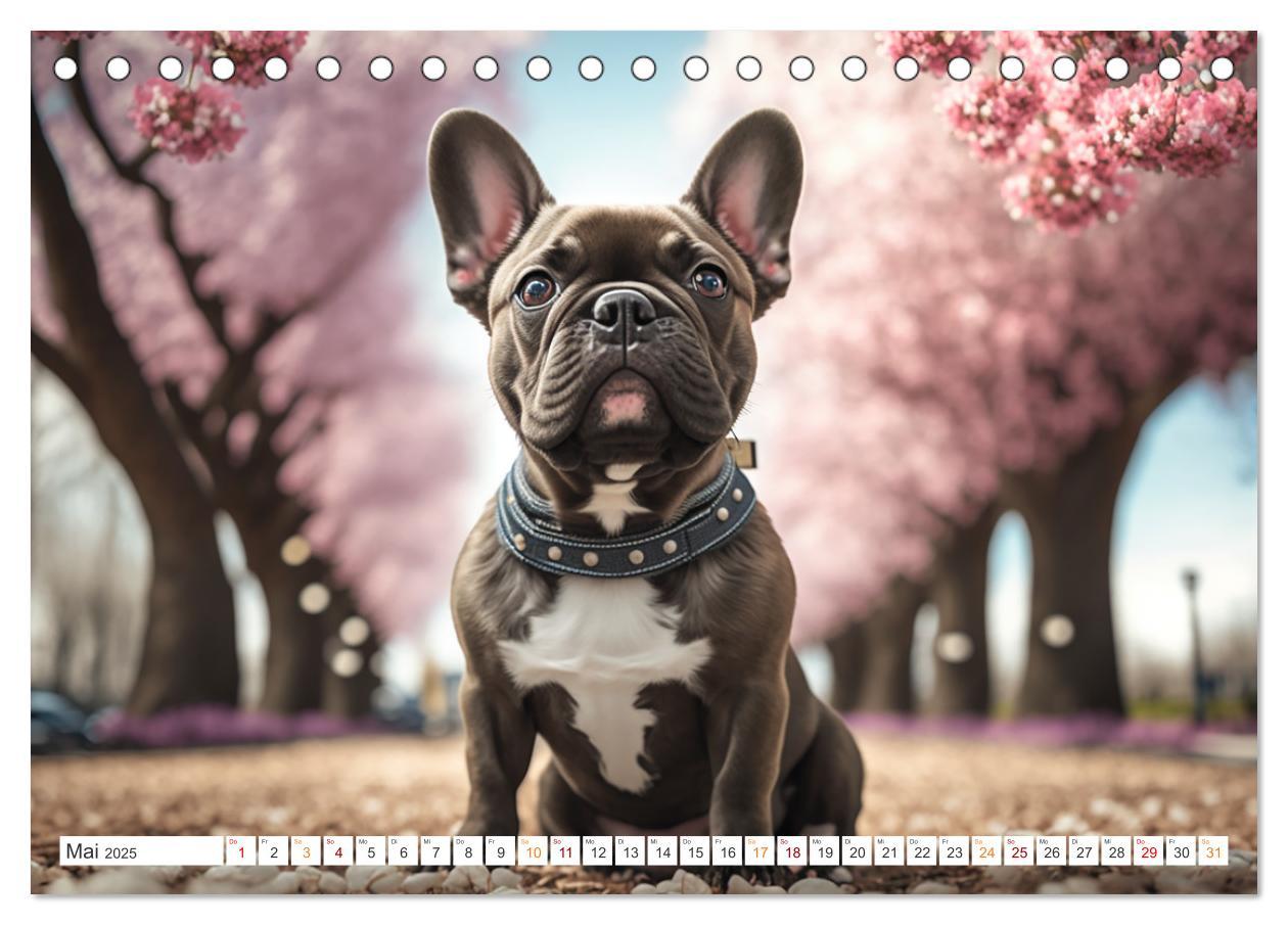 Bild: 9783383909153 | Französische Bulldoggen (Tischkalender 2025 DIN A5 quer), CALVENDO...