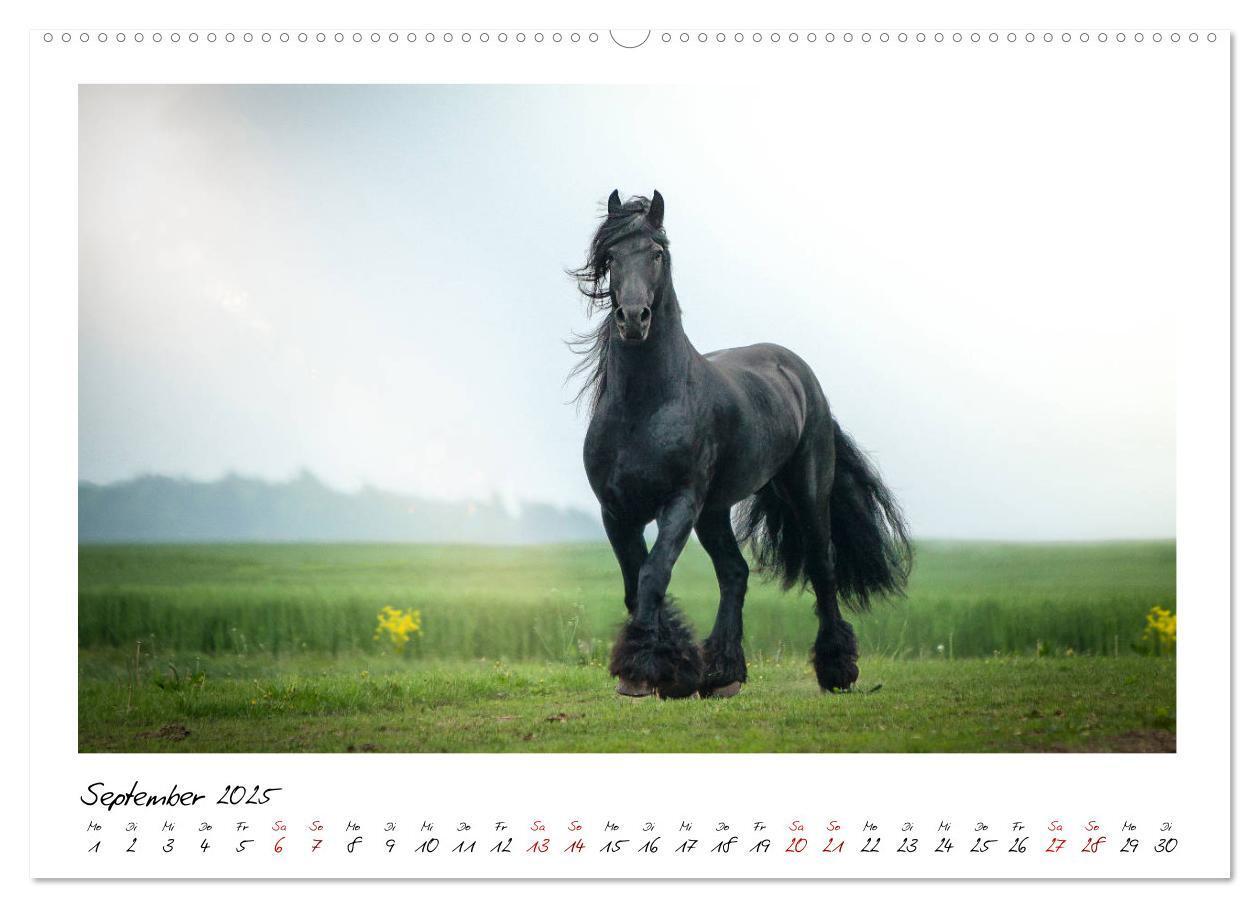 Bild: 9783435235407 | Friesen - stolze Giganten (Wandkalender 2025 DIN A2 quer), CALVENDO...