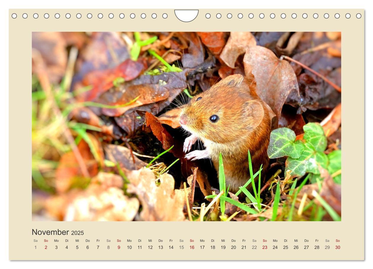 Bild: 9783435011278 | Tiere im Wald. Bezaubernde Begegnungen (Wandkalender 2025 DIN A4...