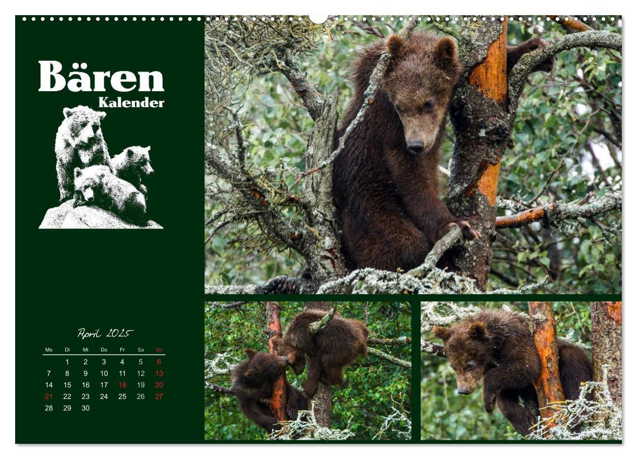 Bild: 9783435709519 | Bärenkalender (Wandkalender 2025 DIN A2 quer), CALVENDO Monatskalender