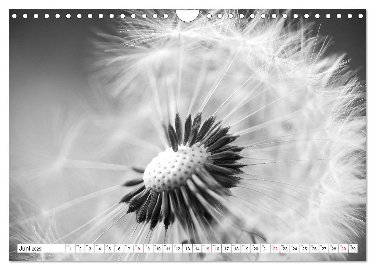 Bild: 9783435266449 | Pusteblumenzauber in schwarzweiß (Wandkalender 2025 DIN A4 quer),...