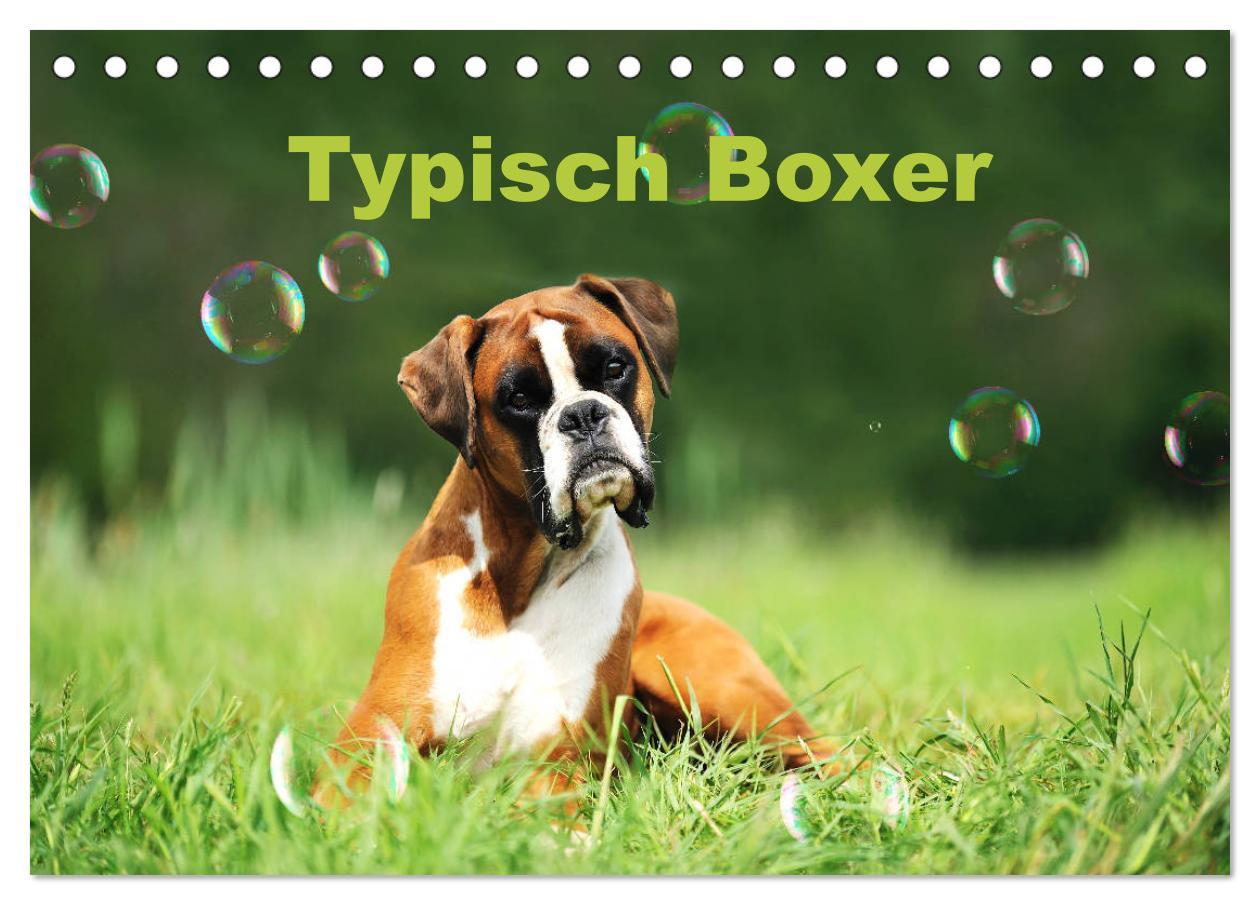 Cover: 9783435337774 | Typisch Boxer (Tischkalender 2025 DIN A5 quer), CALVENDO...