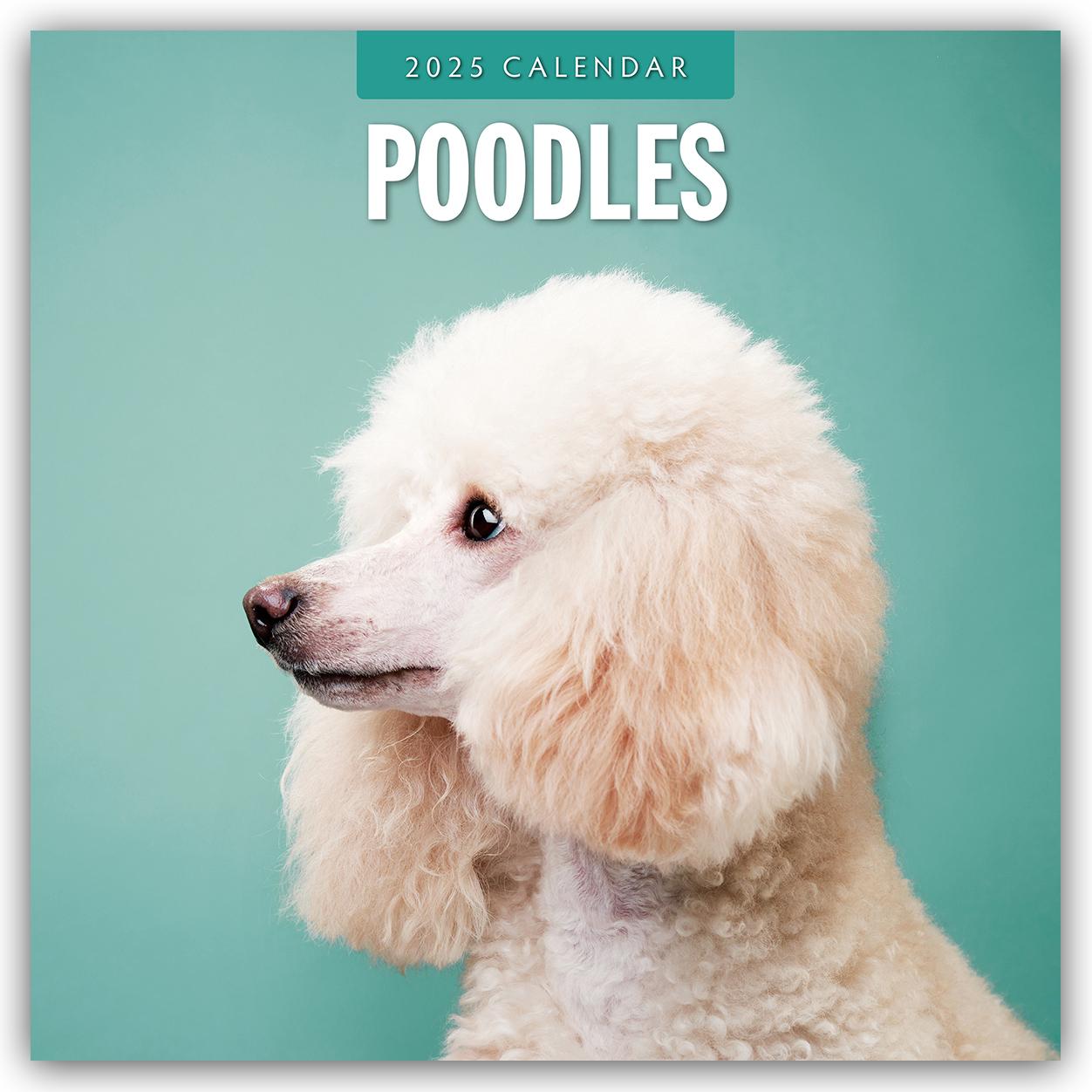 Cover: 9781804424988 | Poodles 2025 Square Wall Calendars | Red Robin | Taschenbuch | 14 S.