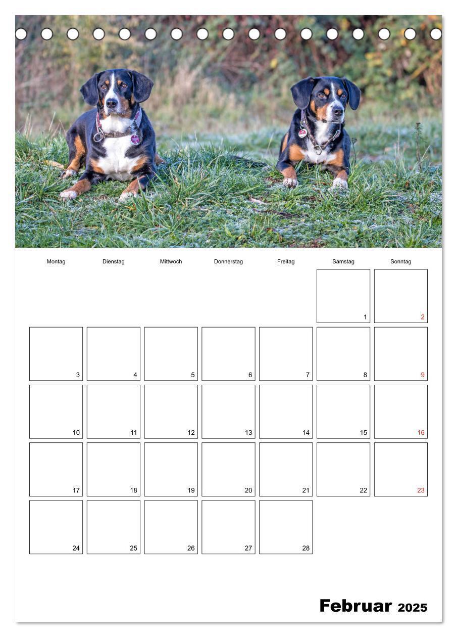 Bild: 9783457025314 | Entlebucher Sennenhunde begleiten Sie durch das Jahr (Tischkalender...