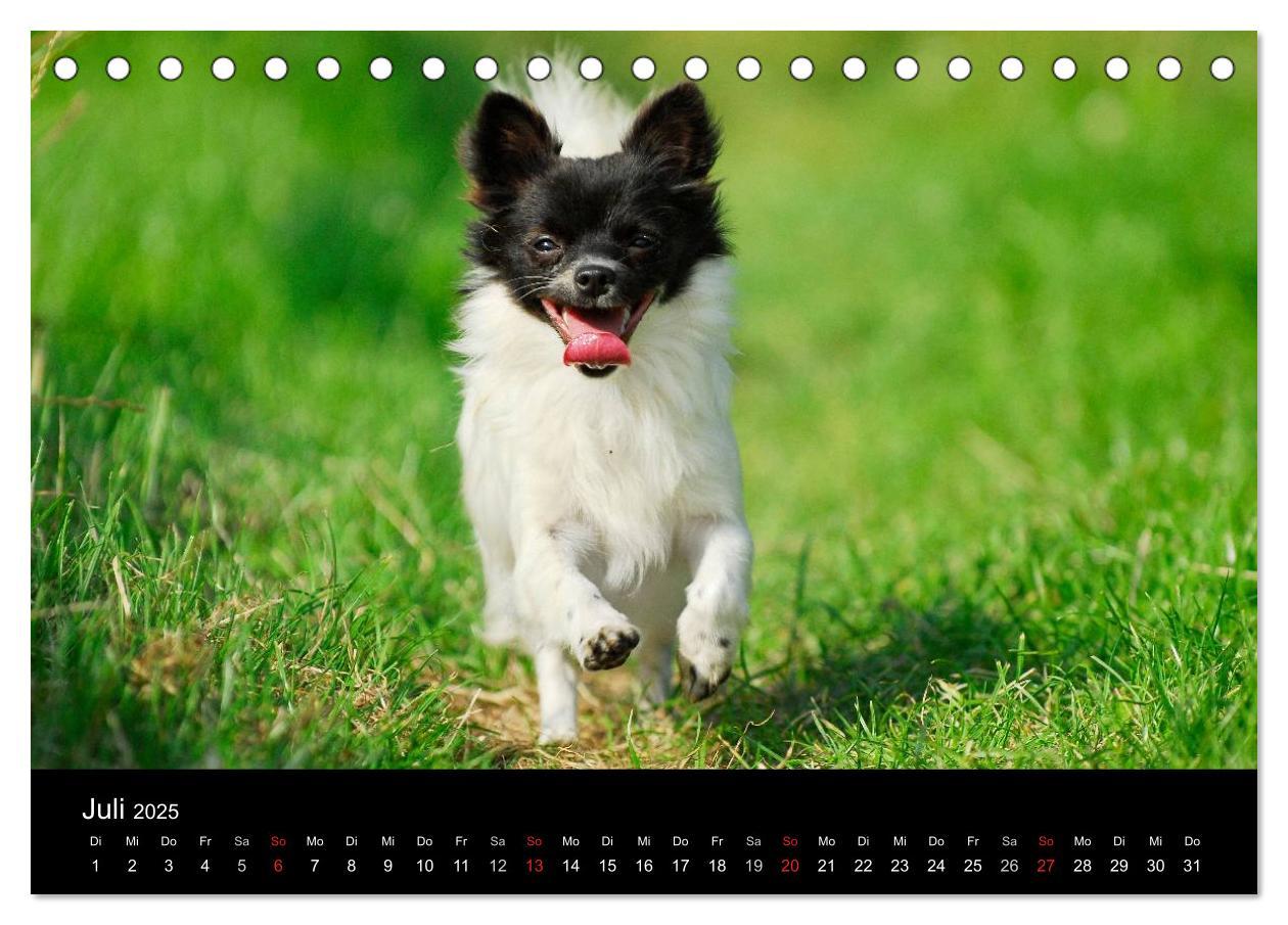 Bild: 9783435766000 | Chihuahua - Kleine Hunde ganz groß (Tischkalender 2025 DIN A5...